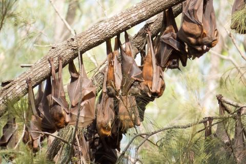 Tablelands Wildlife Tour