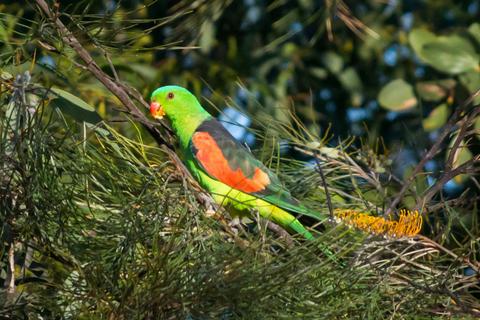 Southern Tablelands Birdwatching Tour #1 - Mid Level Sites