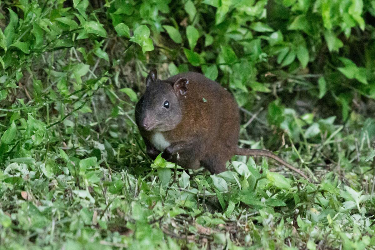 Southern Tablelands Birdwatching Tour #1 - Mid Level Sites
