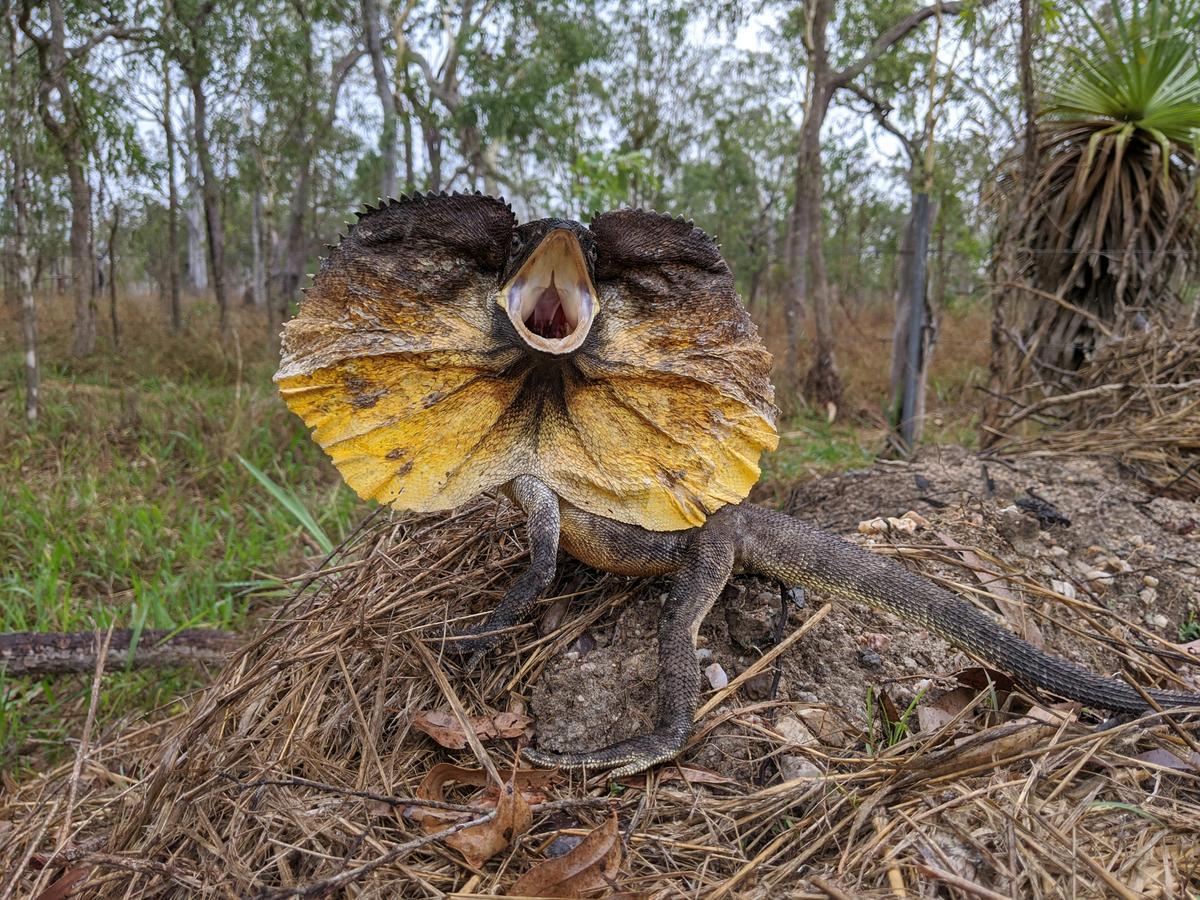 Tablelands Wildlife Tour