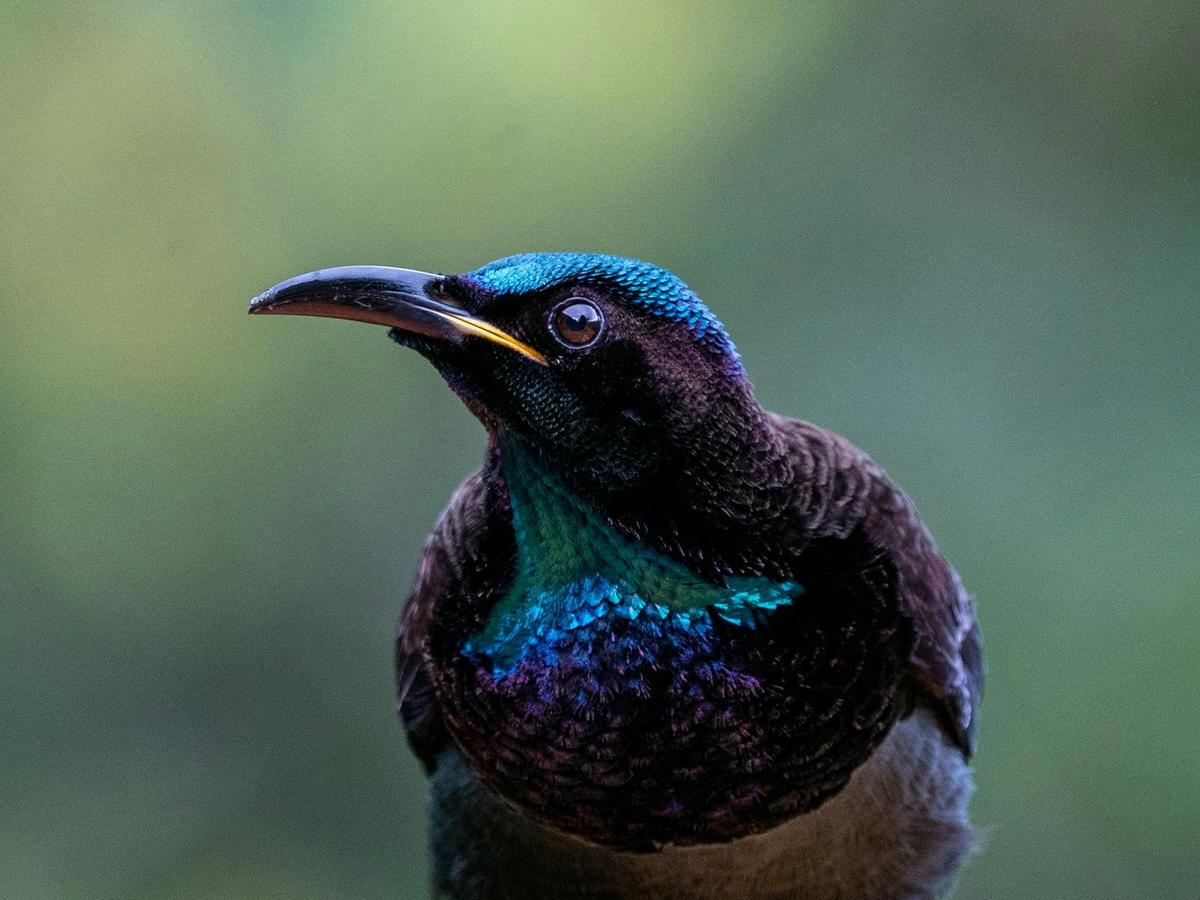 Victoria's Riflebird (Ptiloris victoriae)