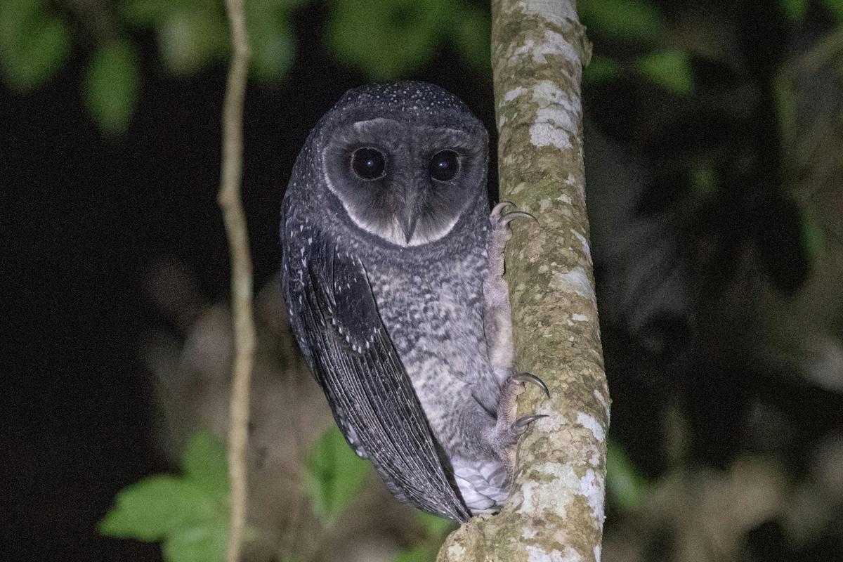 Lesser Sooty Owl (Tyto multipunctata)