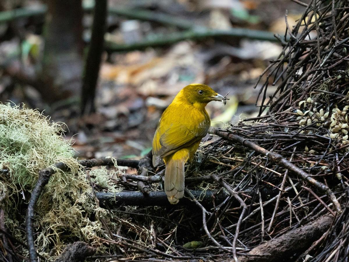 Golden Bowerbird (Prionodura newtoniana)
