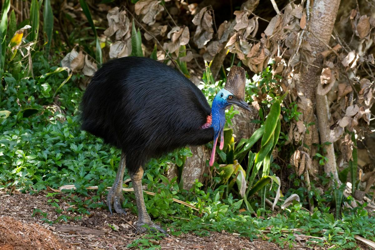 Southern Cassowary (Casuarius casuarius)