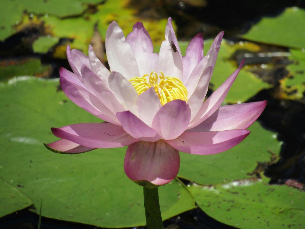 Rare Water Lily on Chinaman's Lagoon