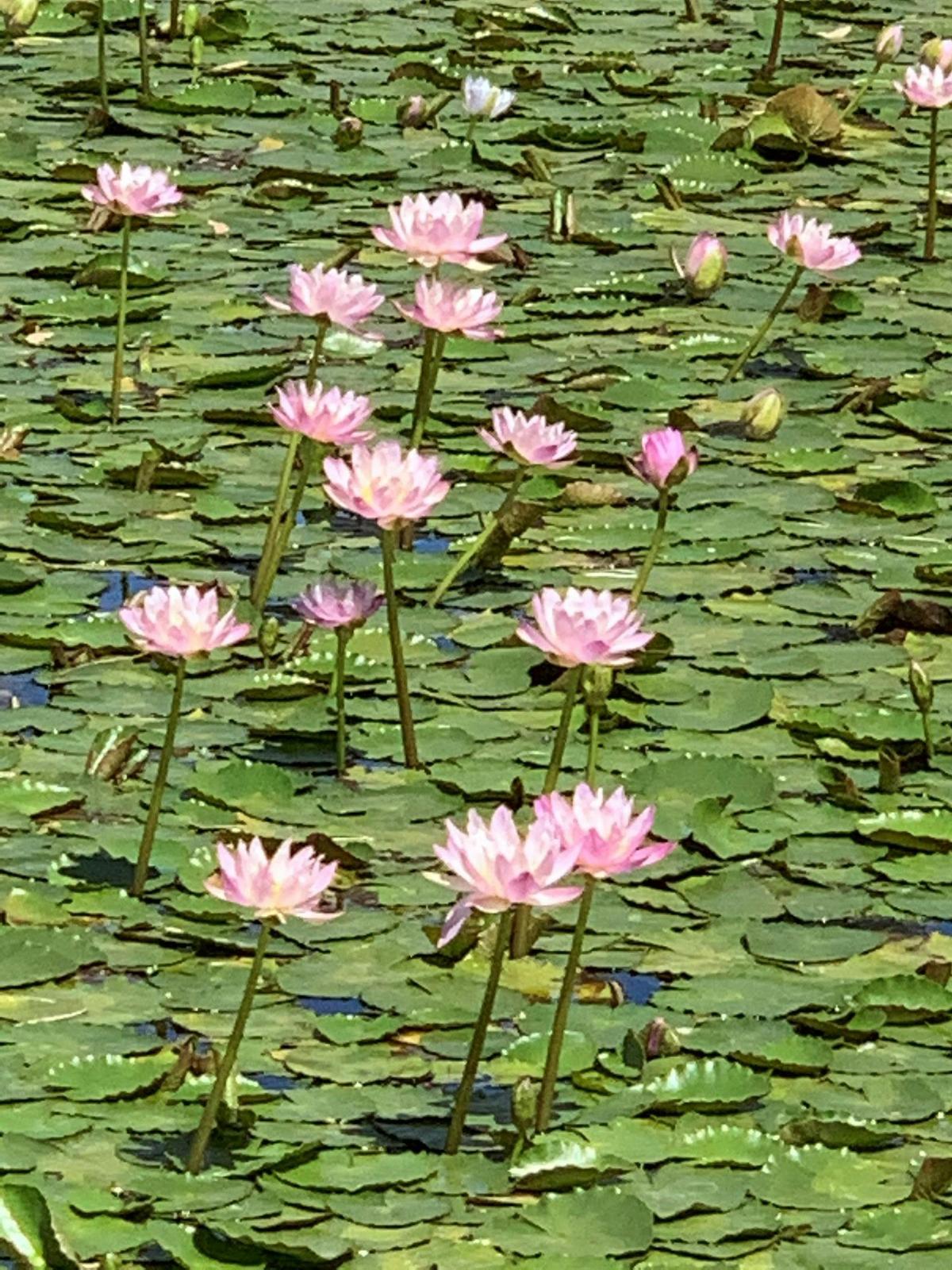 Rare Pink Water LIllies