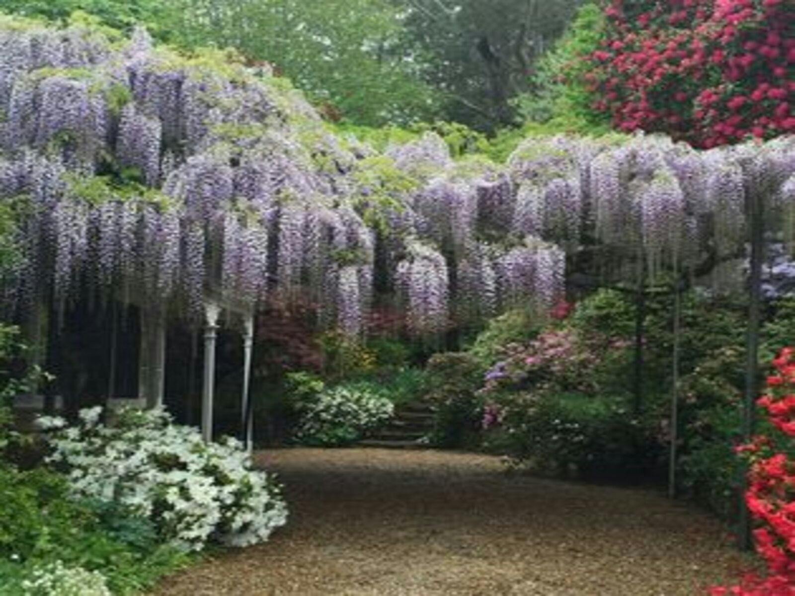 Wisteria in full Bloom - October - Nooroo Garden