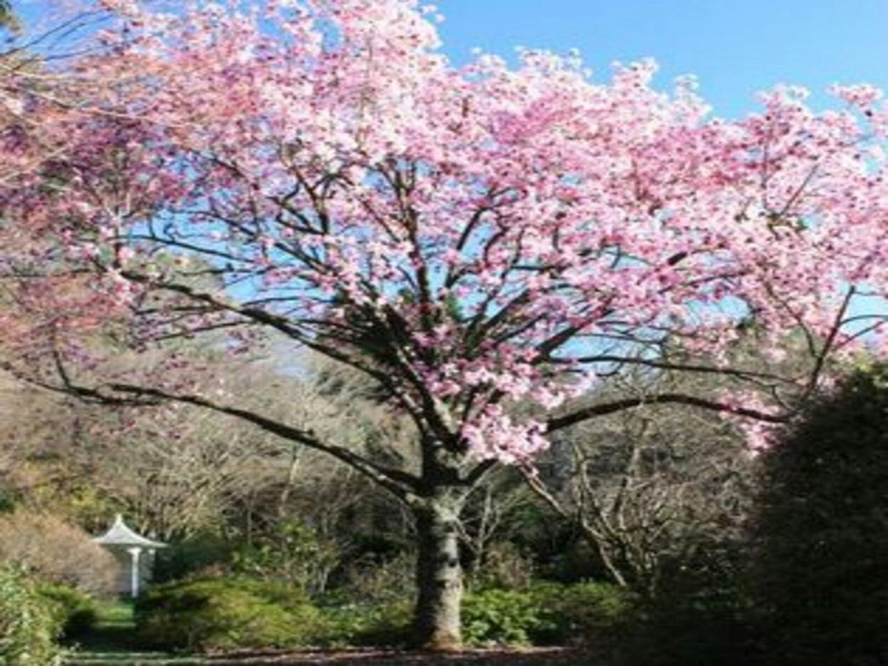 Pink Magnolia on front lawn