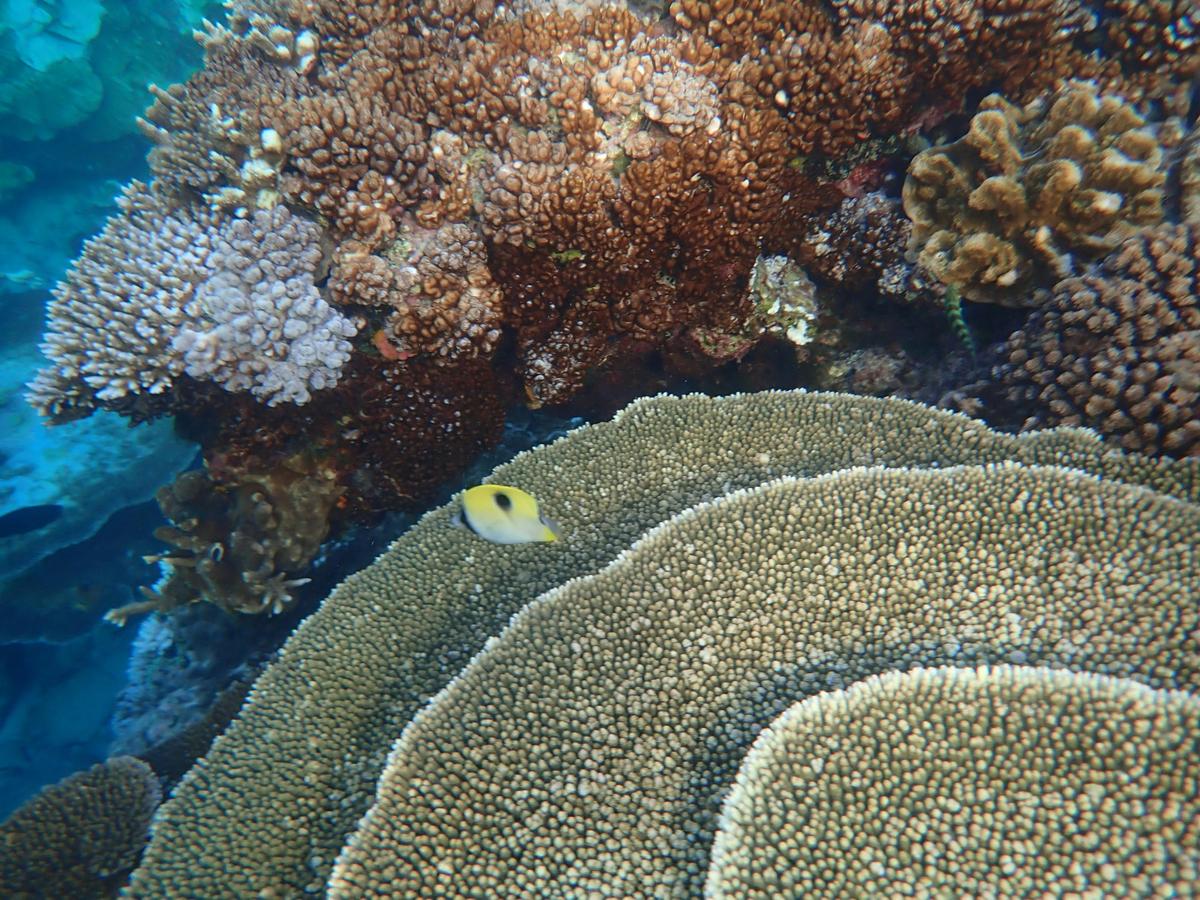 Science & Conservation on the Great Barrier Reef | Bundaberg to Cairns | 11 Nights