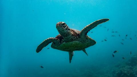 Coral Expeditions - Queensland