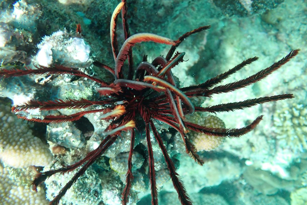 Science & Conservation on the Great Barrier Reef | Bundaberg to Cairns | 11 Nights