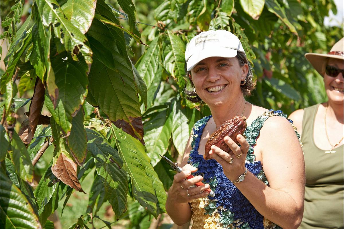 Picking a cocoa pod