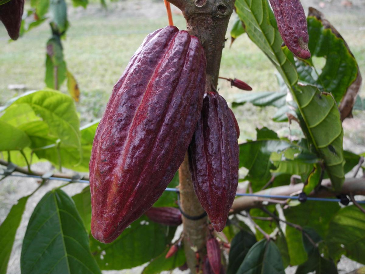 Ripe Cocoa pod