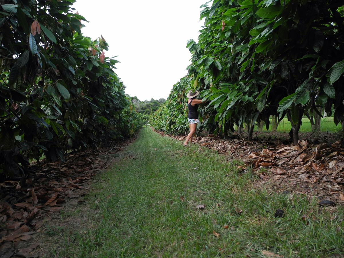 Mature cocoa trees