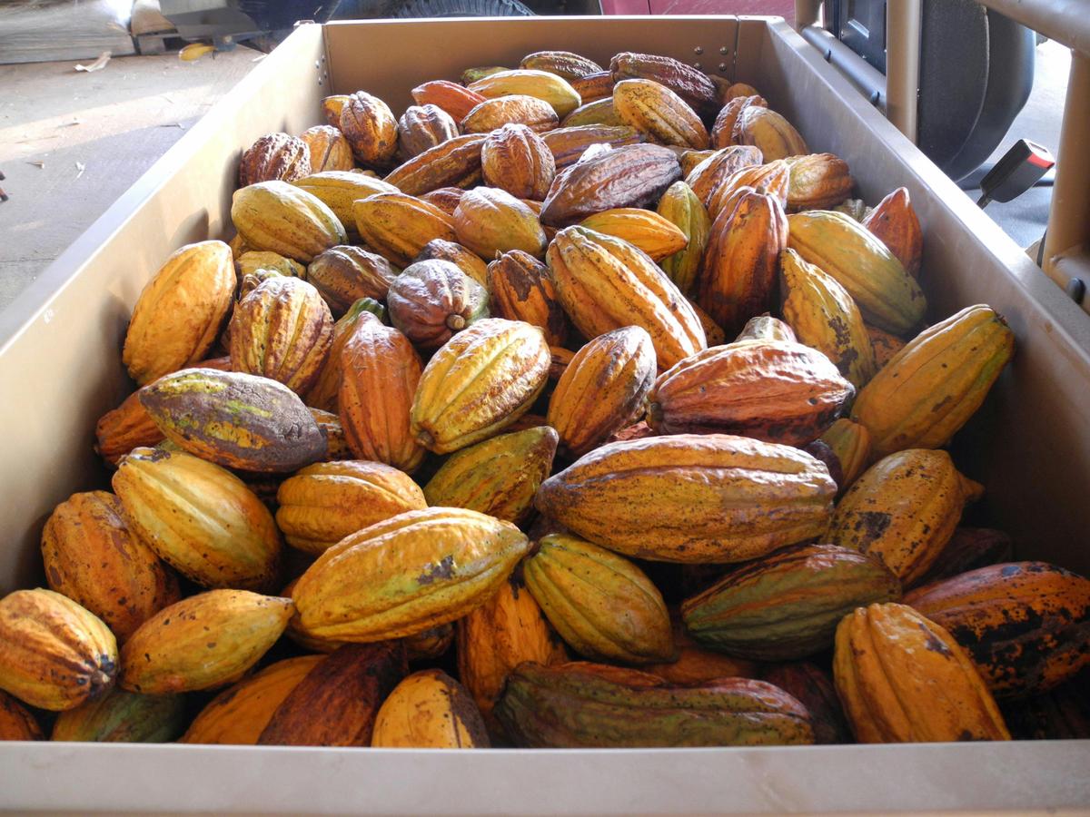 Freshly harvested cocoa pods