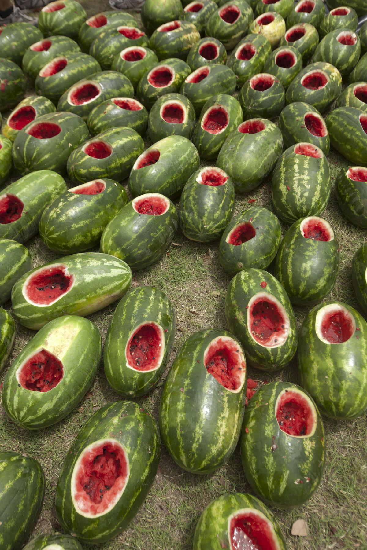 Chinchilla Melon Festival