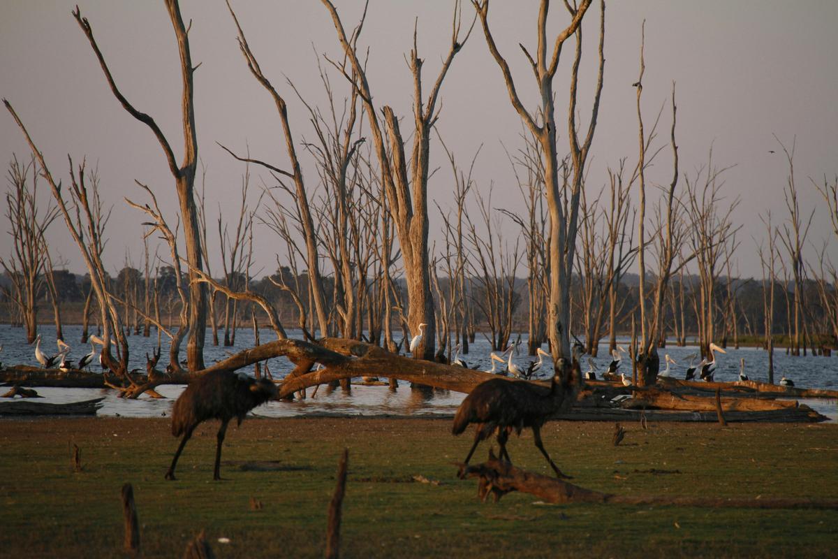 Emu and Pelican
