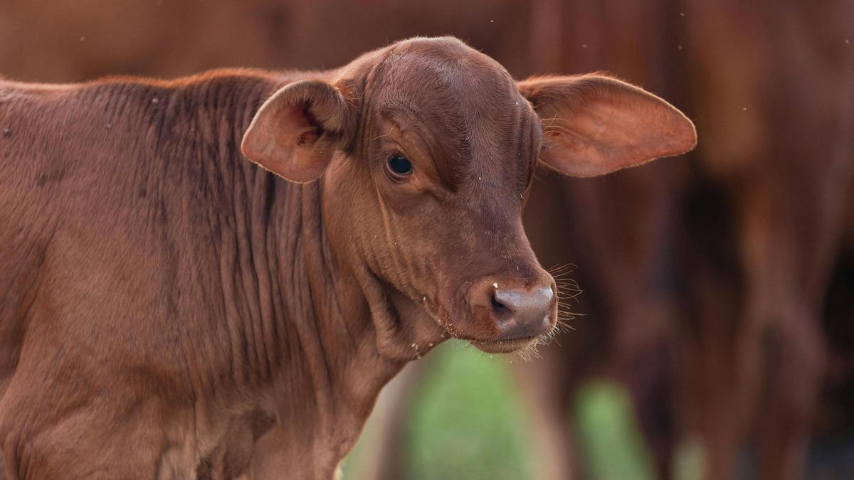 Daisy the calf