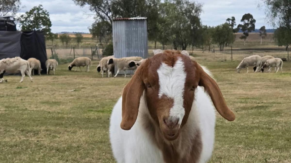Chookhouse Farmstay Vale View