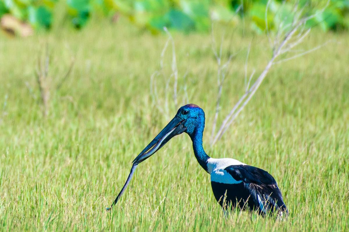 Cape York Wildlife Tour