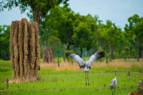 Cape York Wildlife Tour