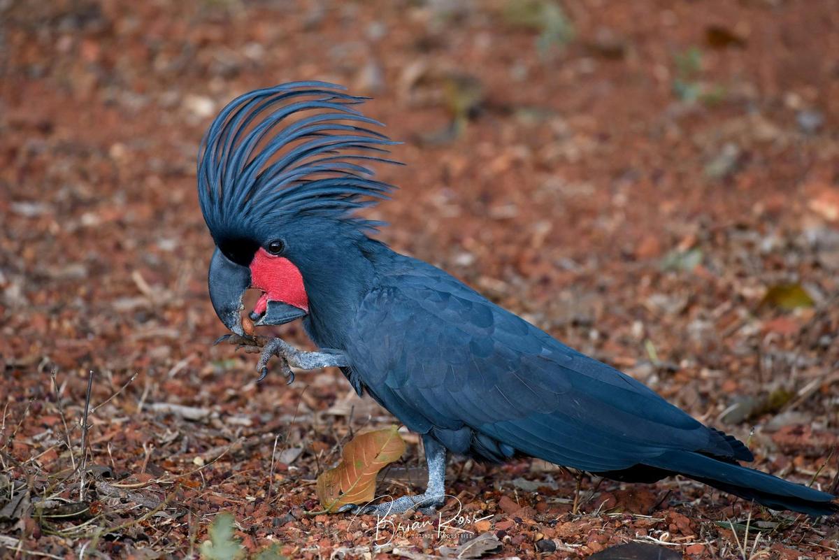 Cape York Wildlife Tour