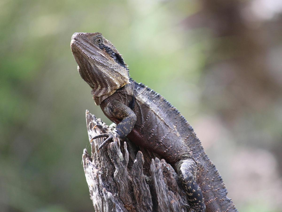 Eastern water dragon at Connolly Dam