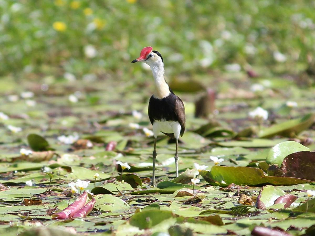 Comb-crested jacana at Connolly Dam