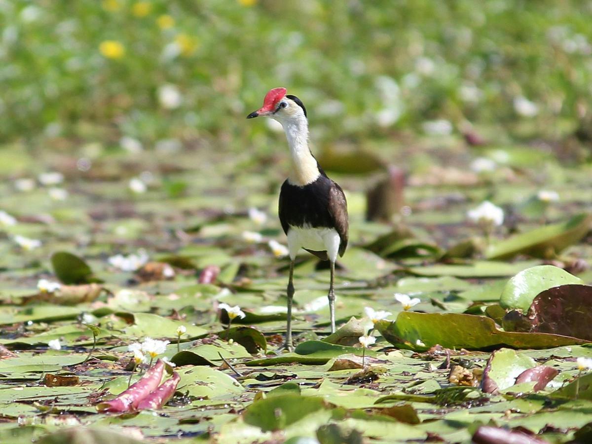 Comb-crested jacana on lily pads at Connolly Dam