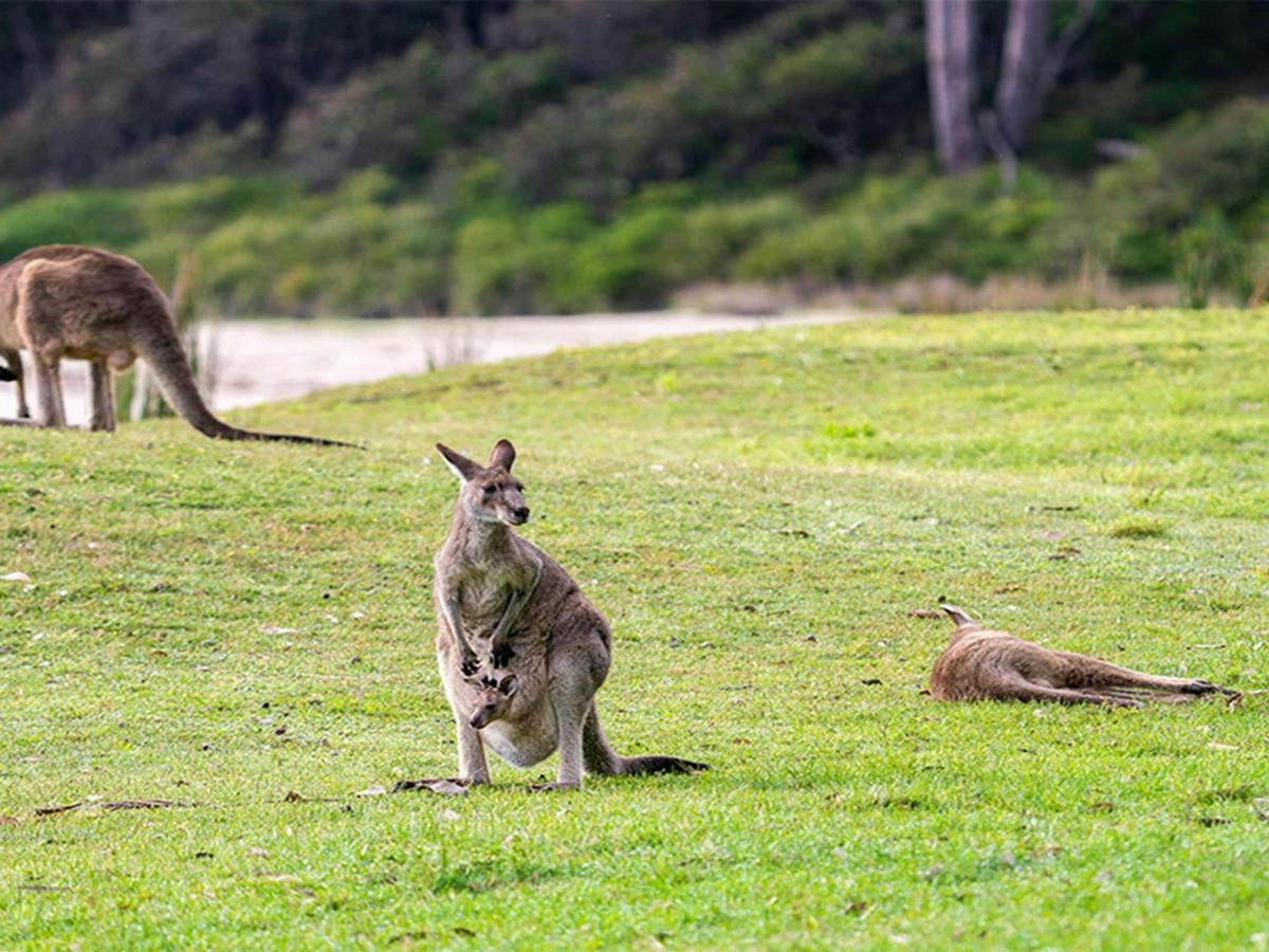 Eastern grey kangaroos in Murramarang National Park. Credit: John Spencer &copy; DCCEEW