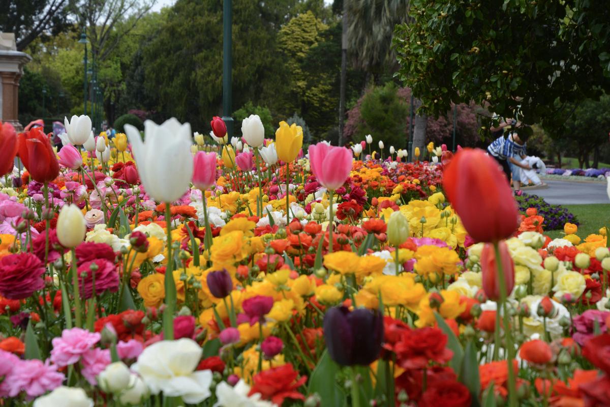 Toowoomba Carnival of Flowers