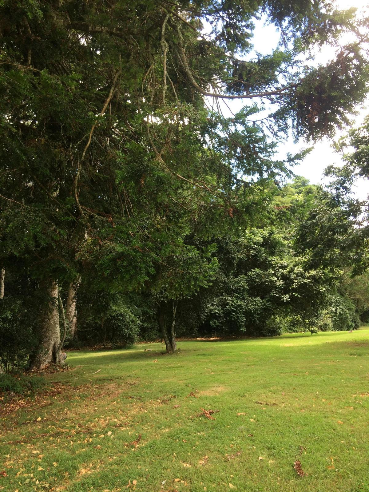 Bunya Mountains Escape