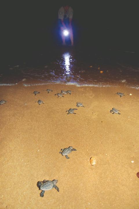 Turtles Of Mon Repos