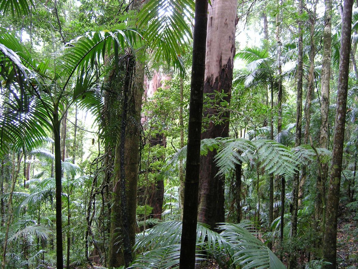 Coomera Circuit Walk, Binna Burra