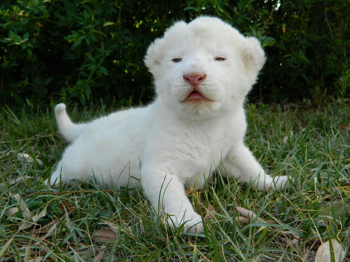 White lion, Darling Downs Zoo