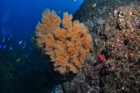 China Wall Dive Site