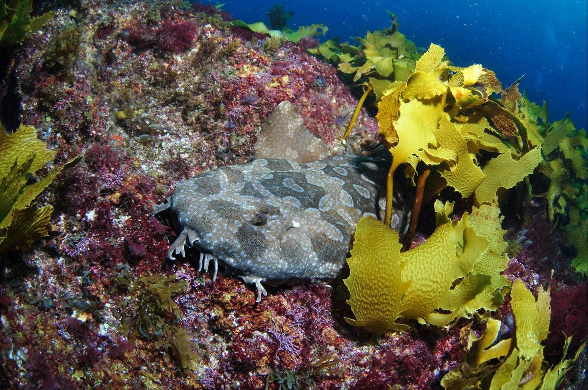 China Wall Dive Site