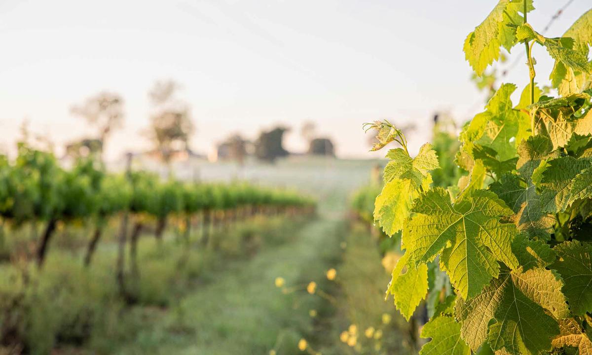 Clovely Estate rolling vineyards