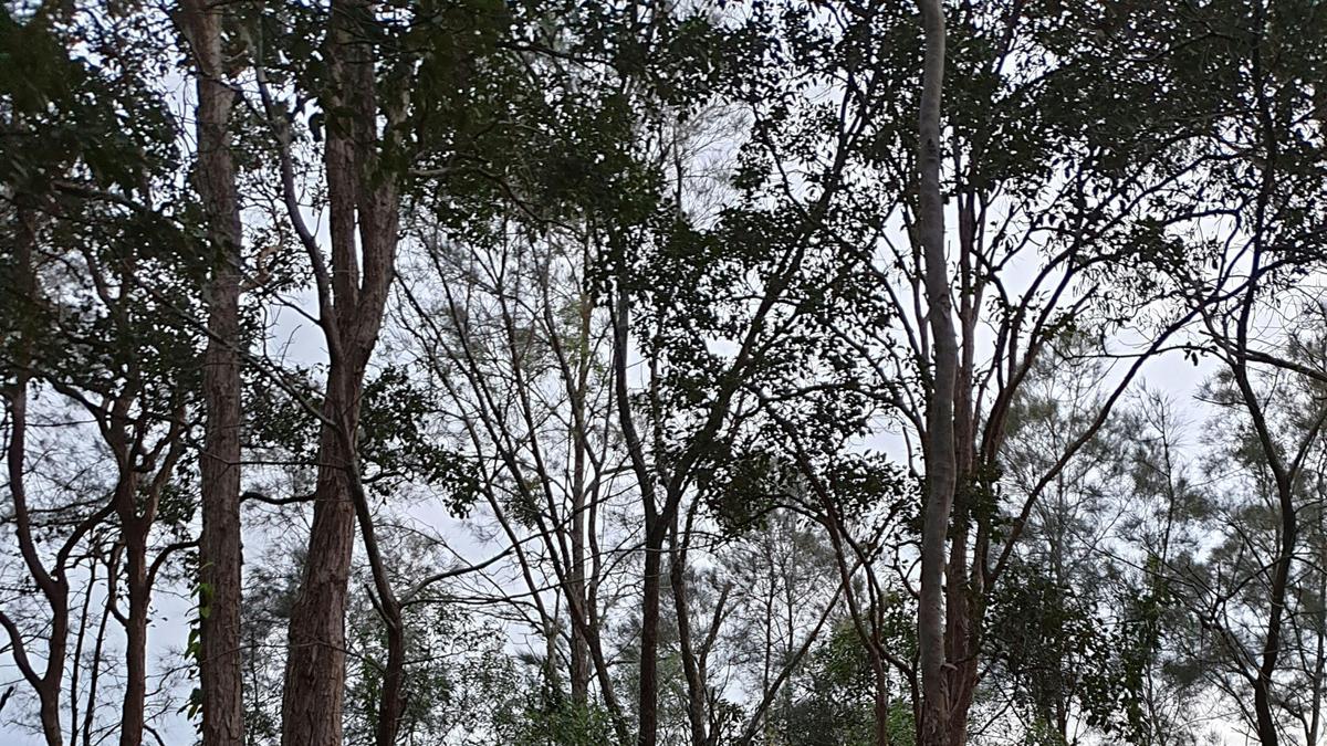 Conservation Camping at Maroochy