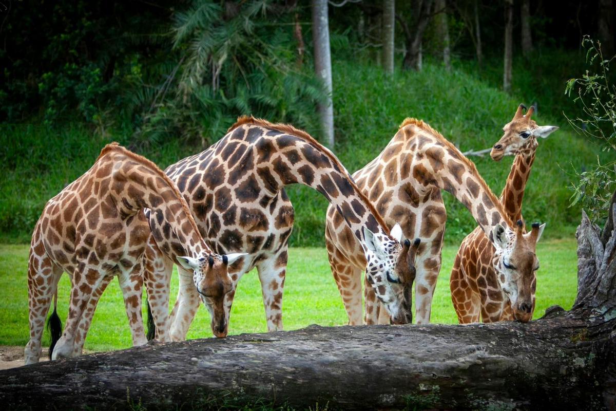 Australia Zoo Adventure Transfer and Entry Package