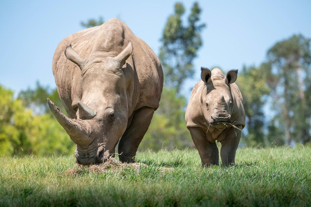 Rhinos