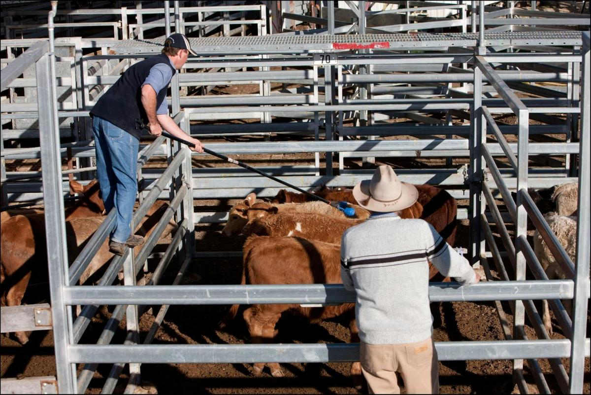 Dalby Saleyards Tours