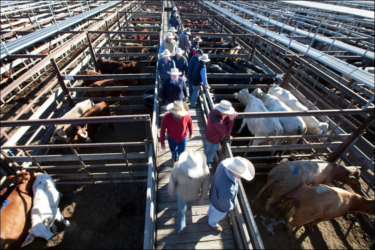 Dalby Saleyards Tours