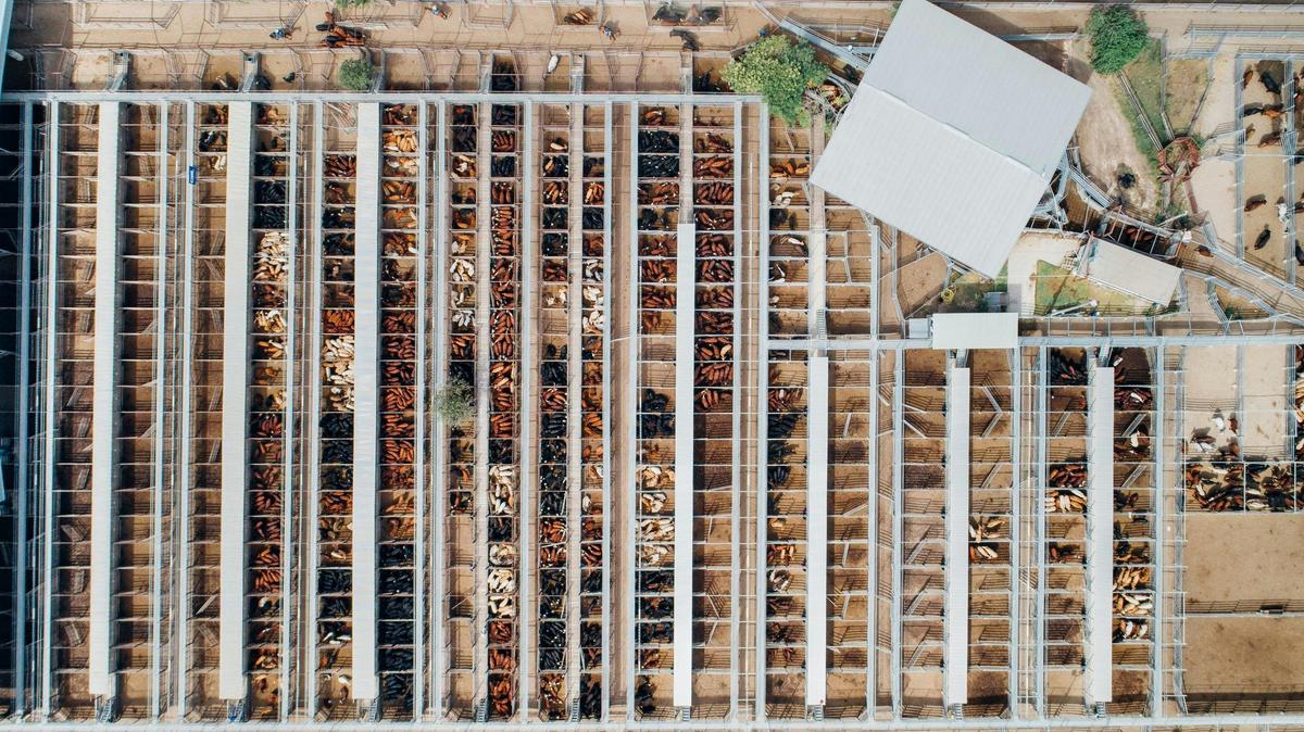Dalby Saleyards Cattle