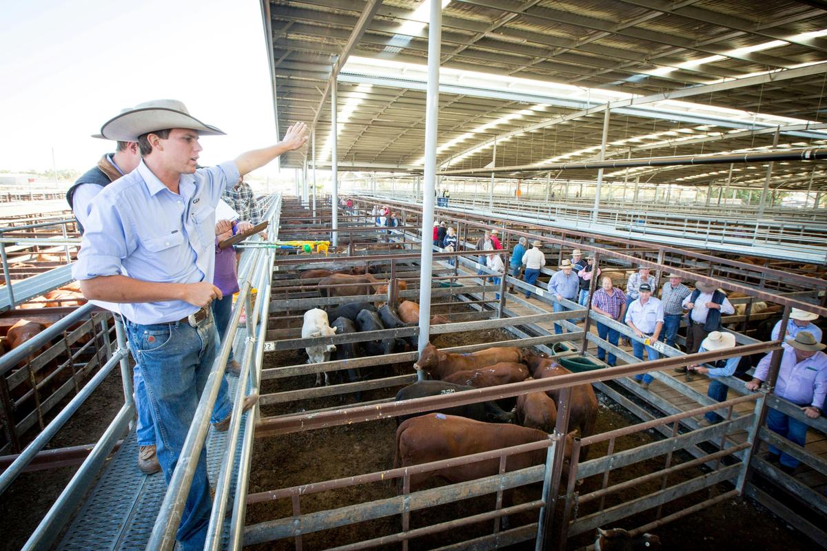 Dalby Saleyards