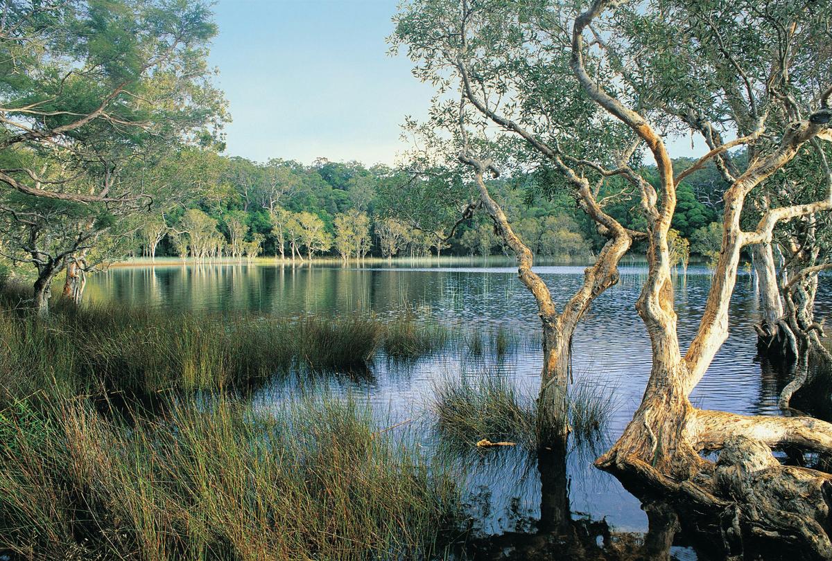 Noosa Everglades, Upper Noosa River, Cooloola.