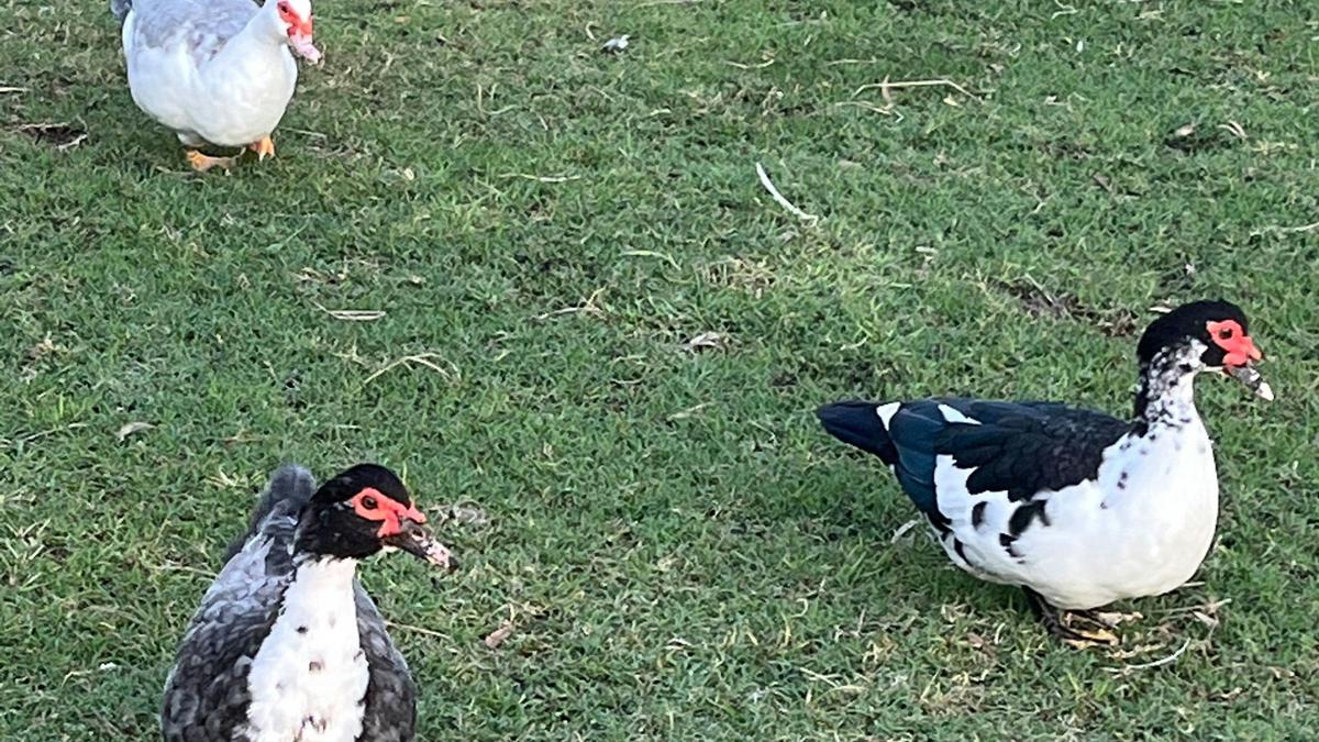 Ducks love grain too
