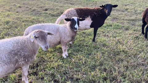 Coominya Hobby Farm