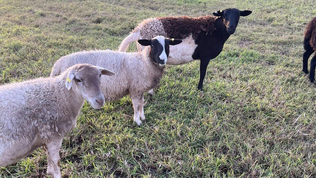 Hand feed friendly sheep