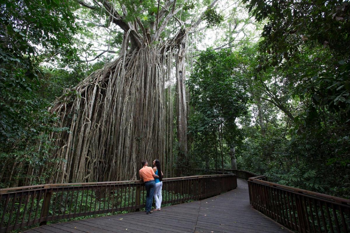 Curtain Fig Tree, Atherton Tablelands
